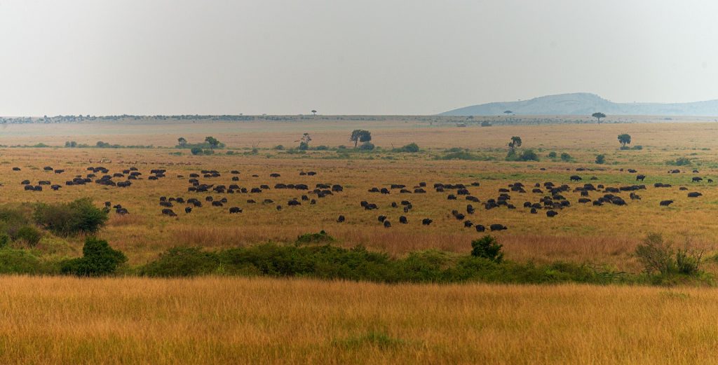 3 Days Masai Mara Budget Camping Safari safari view 3