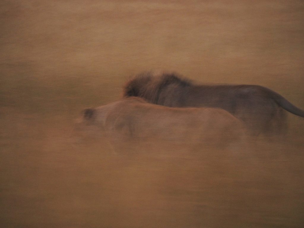 6 Days Masai Mara, Lake Nakuru & Amboseli Budget Safari safari view 4