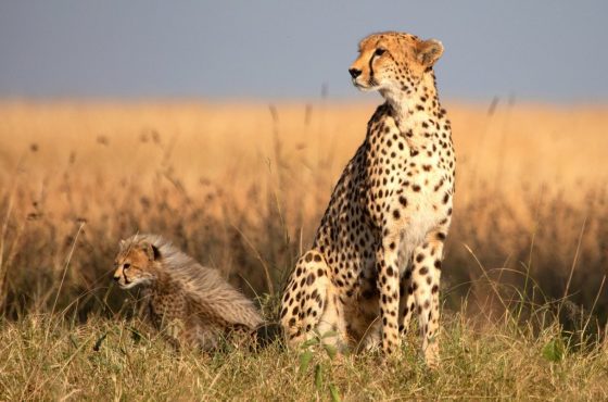 3 Days Masai Mara Budget Camping Safari
