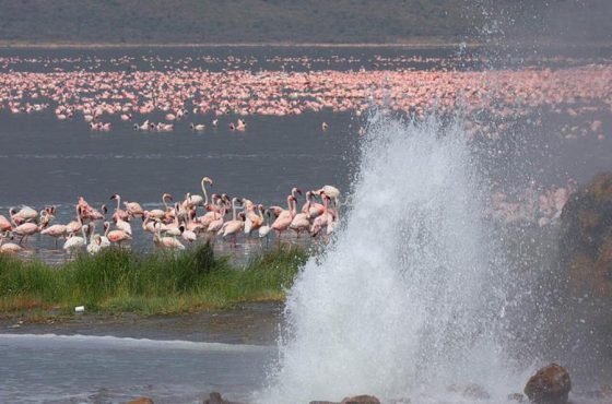 6 Days Masai Mara, Lake Nakuru, Bogoria & Lake Baringo Camping Safari