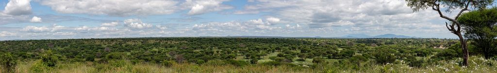 10 Days Best of Kenya & Tanzania Lodge Safari safari view 2