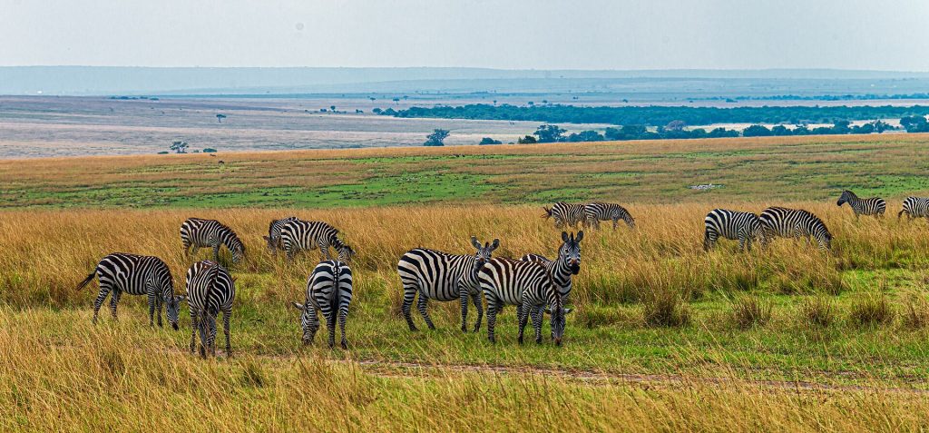 2 Days, 1 Night Masai Mara Air Safari