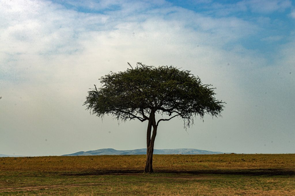 3 Day Masai Mara Jambo Lodge Safari safari view 2