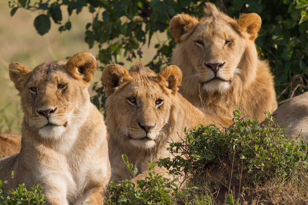 3 Day Masai Mara Jambo Lodge Safari safari view 3
