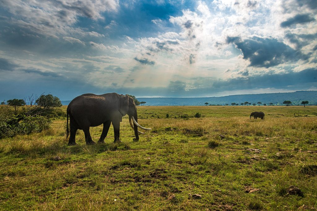 3 Days Masai Mara National Reserve Air Safari