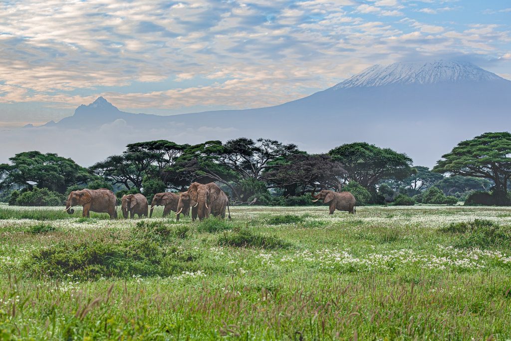5 Days Amboseli & Masai Mara Luxury Flying Safari