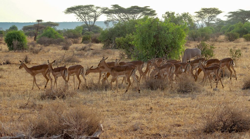 5 Days Samburu, Ol-Pejeta & Aberdares Lodge Safari safari view 4