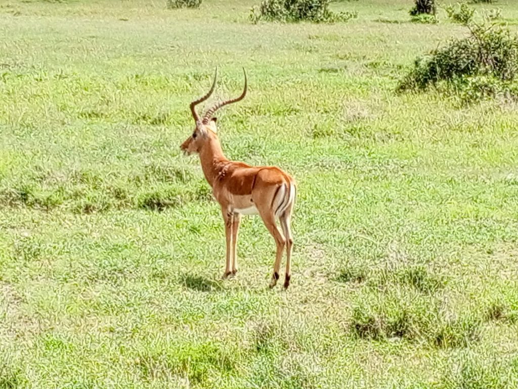 5 Days Samburu, Ol-Pejeta & Aberdares Lodge Safari safari view 3