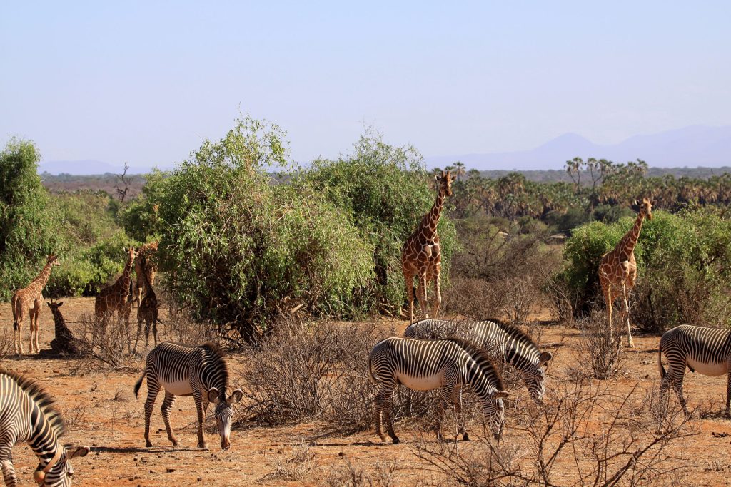 5 Days Samburu, Ol-Pejeta & Aberdares Lodge Safari safari view 2