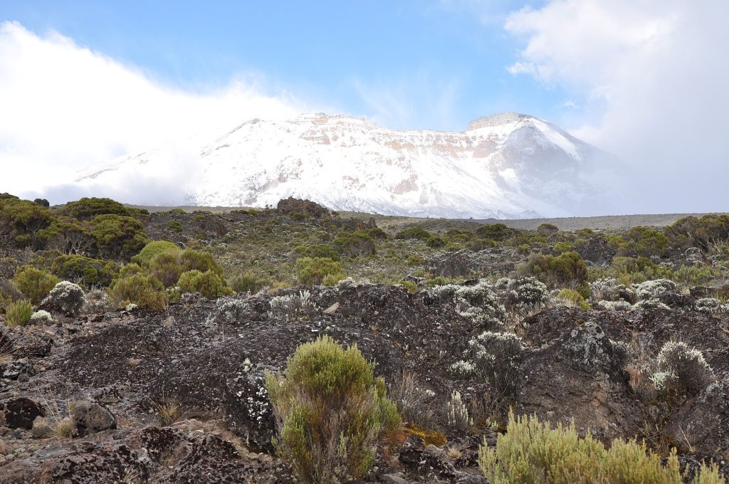 6 Days Mt Kilimanjaro Climbing: Shira Route safari view 3