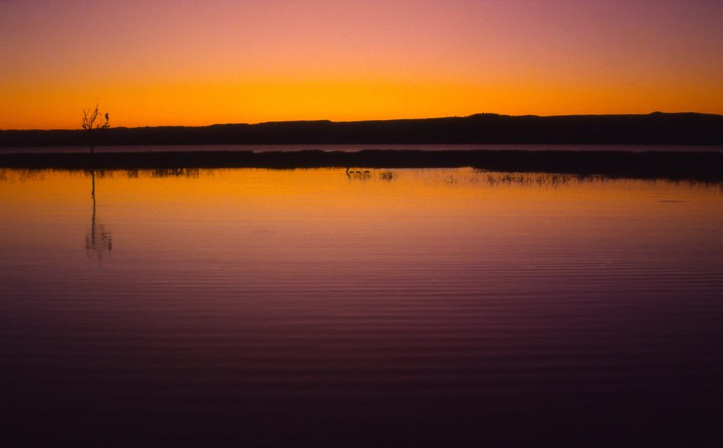 7 Days Kenya Bush Honeymoon: Masai Mara, Lake Nakuru, Naivasha & Nairobi safari view 3