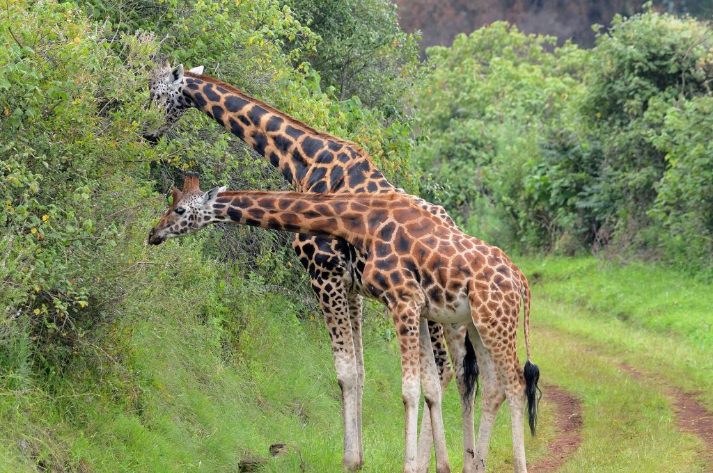 David Sheldrick Elephant Orphanage & Giraffe Center Day Tour safari view 3