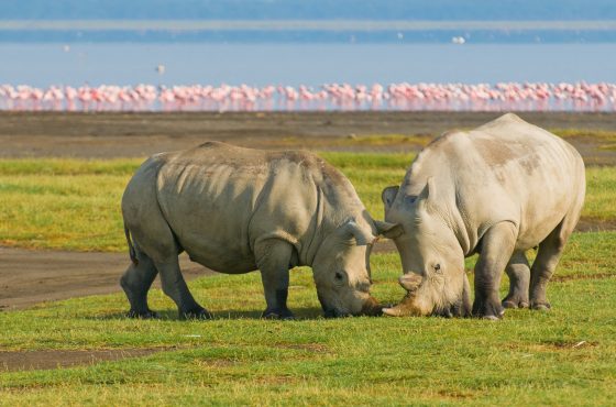 4 Days Maasai Mara & Lake Nakuru Lodge Safari