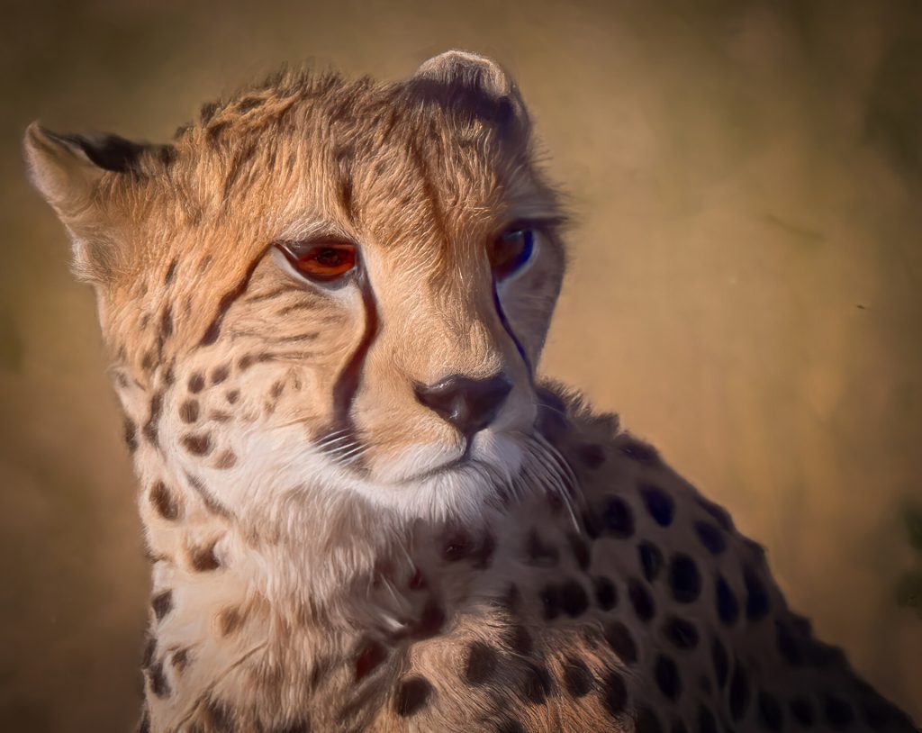 Ol Pejeta Conservancy & Chimpanzee Sanctuary Day Trip safari view 3