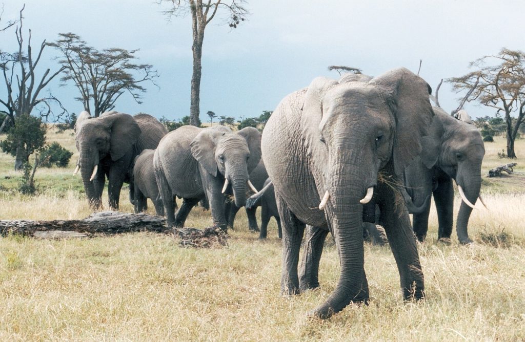 Ol Pejeta Conservancy & Chimpanzee Sanctuary Day Trip safari view 4