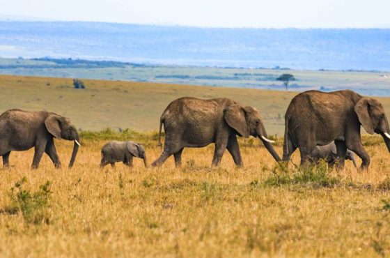 10 Days Best of Kenya & Tanzania Lodge Safari