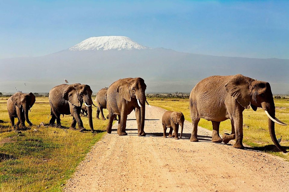 Amboseli-Elephants