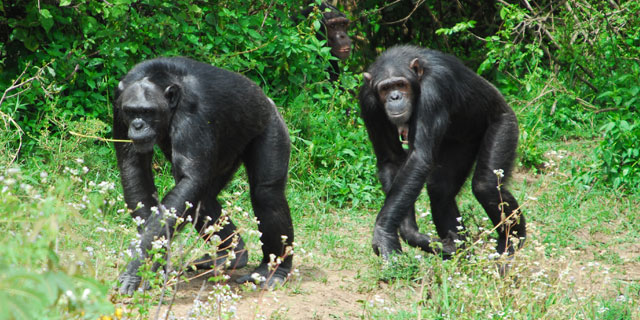 Chimpanzee-sanctuary1