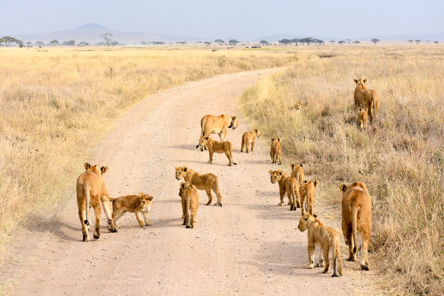 ngorongoro3