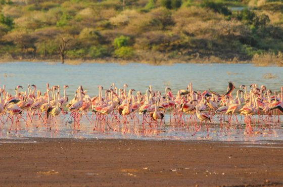 5 Days Masai Mara, Lake Naivasha & Nakuru Camping Safari