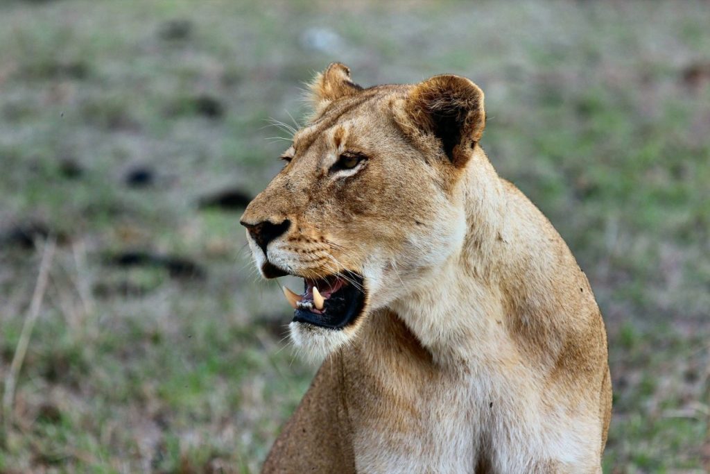 3 Days, 2 Nights Masai Mara Lodge Safari
