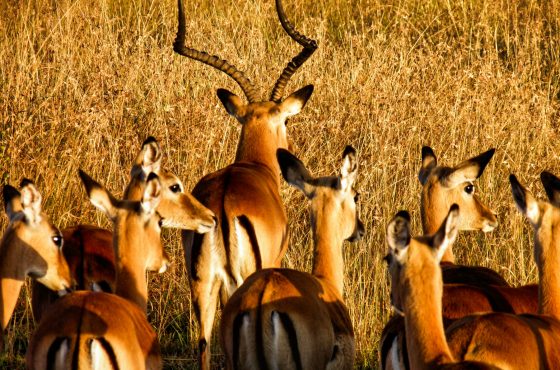 3 Days Masai Mara Budget Camping Safari