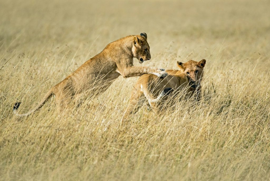 4 Days Masai Mara & Lake Nakuru Kenya Safari