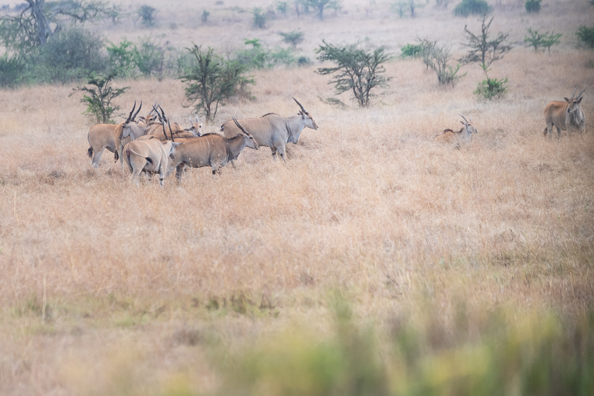 1-Day Nairobi Wildlife & Conservation Experience