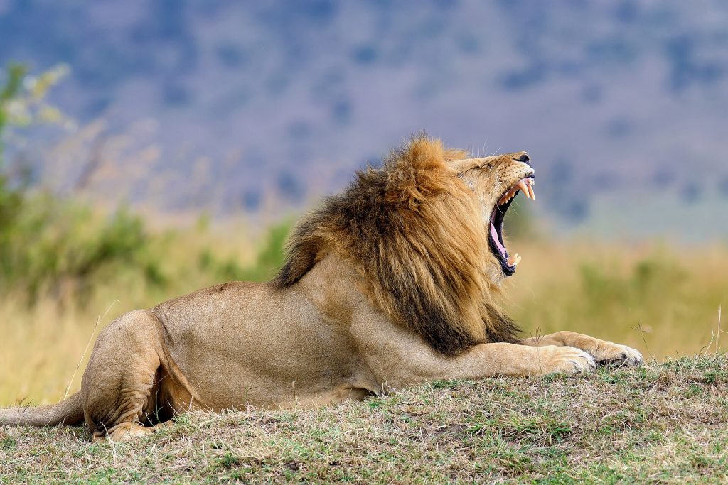 10 Days, 9 Nights Kenya Big Five Classic Safari
