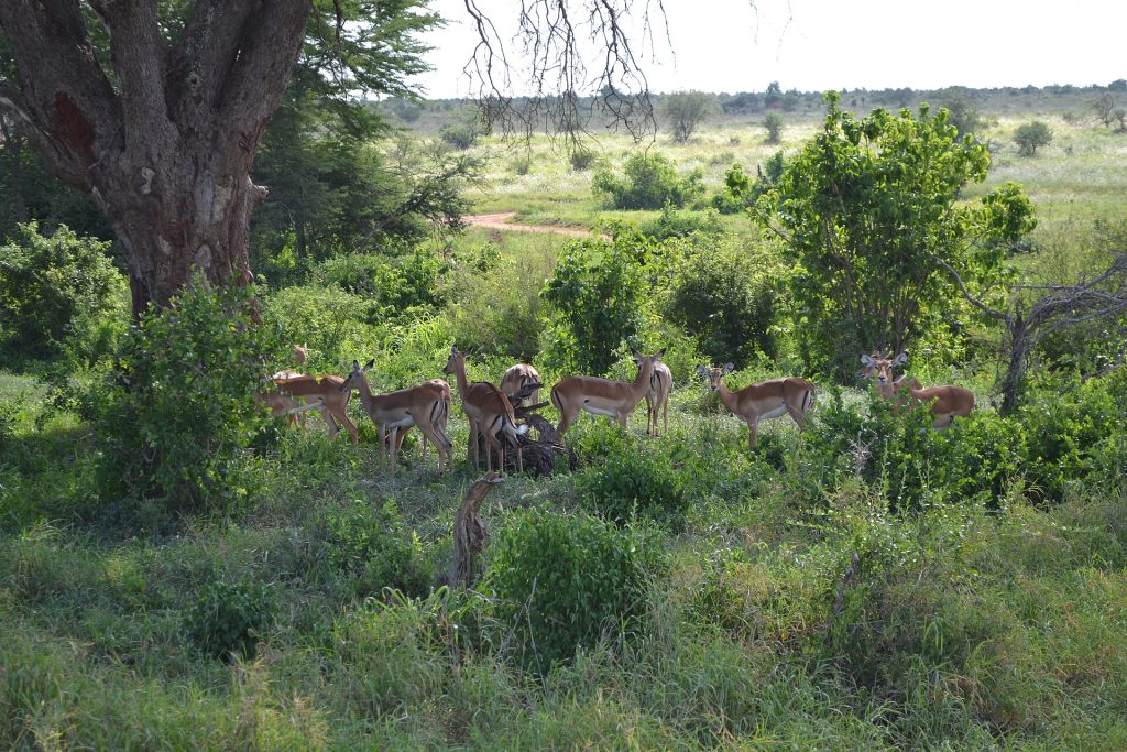 10 Days Bush & Beach Vacation: Aberdares, Ol Pejeta, Naivasha, Amboseli, Taita Hills & Malindi Beach safari view 4
