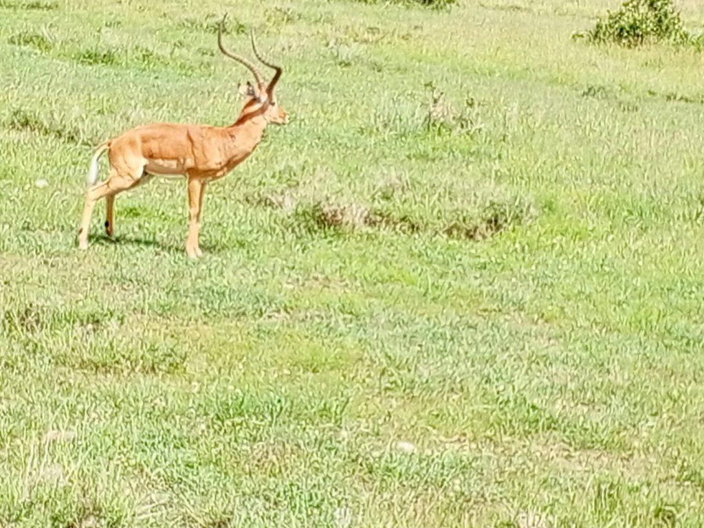 10 Days Ol Pejeta, Nakuru, Masai Mara, Naivasha, Amboseli, Tsavo West & Diani Beach