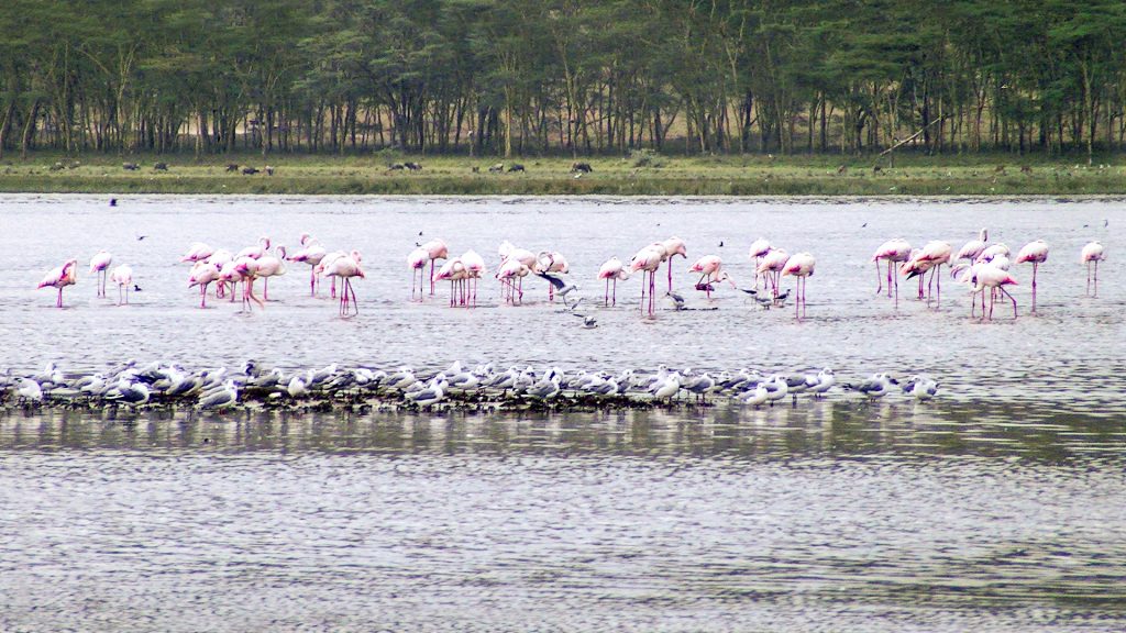 10 Days Ol Pejeta, Nakuru, Masai Mara, Naivasha, Amboseli, Tsavo West & Diani Beach safari view 2