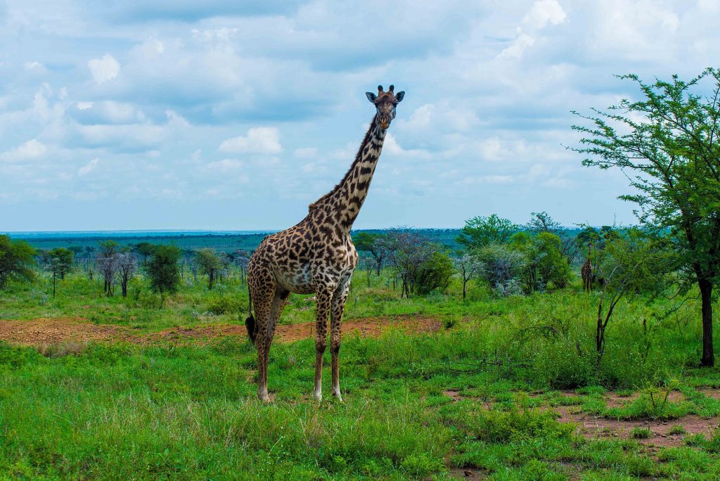 11 Days Kenya & Tanzania Budget Camping Safari Adventure safari view 4