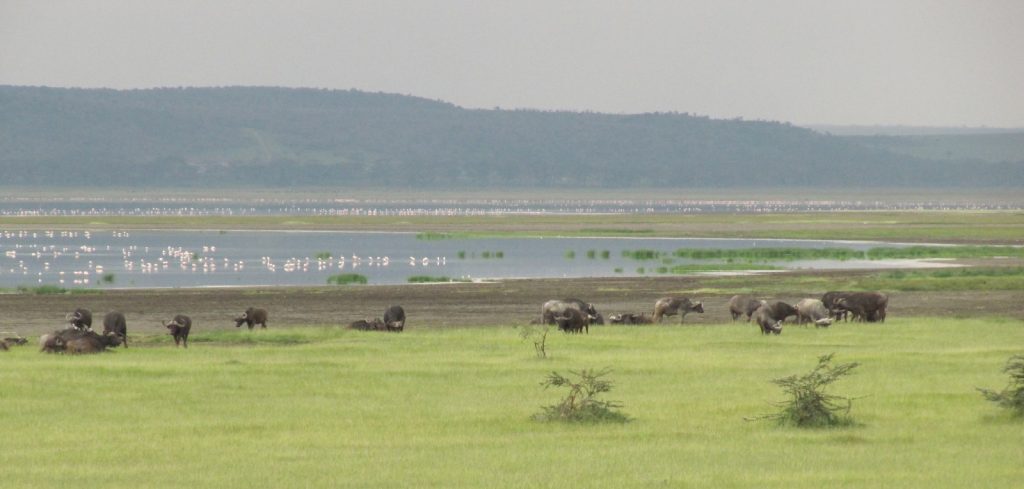 12 Days Kenya Wildlife Safari & Beach Romantic Honeymoon safari view 2