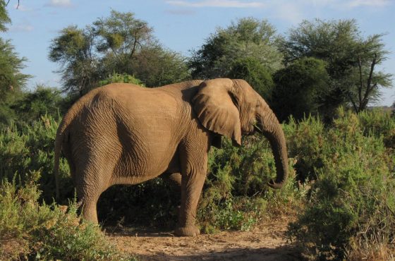 12 Days Kenya Wildlife Safari & Beach Romantic Honeymoon