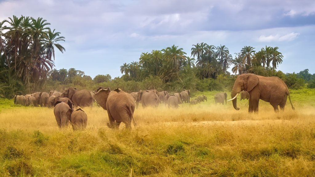 13 Days Amboseli, Samburu, Masai Mara & Mombasa Beach Honeymoon safari view 2