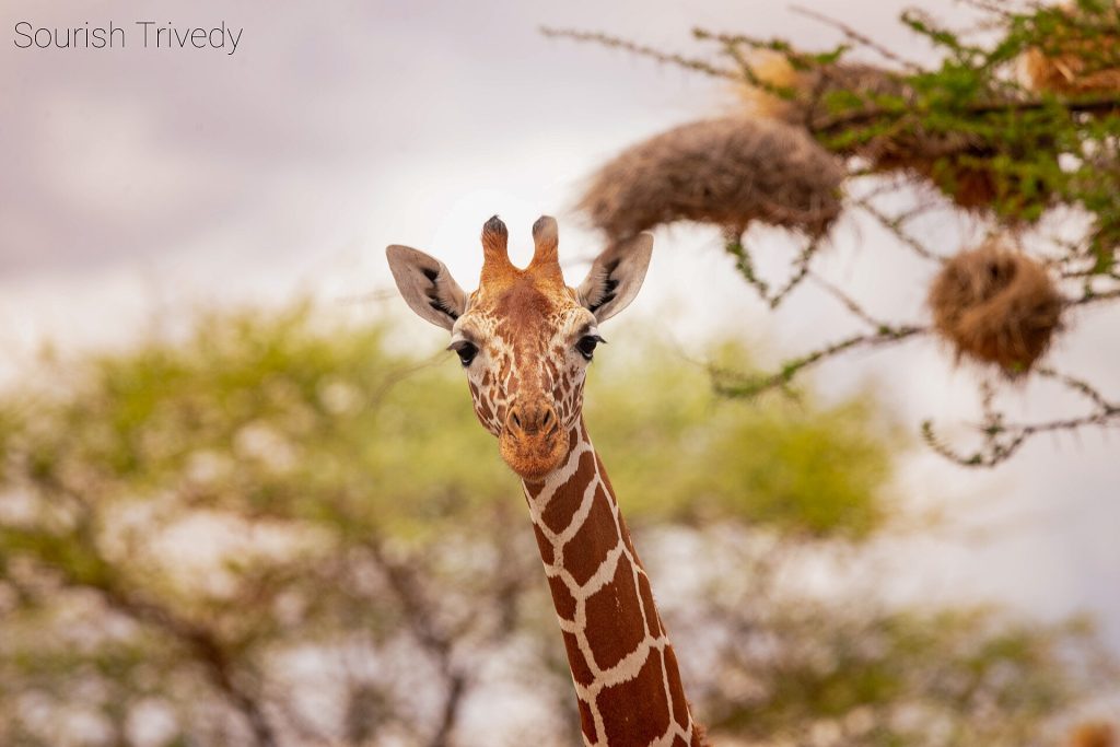 13 Days Amboseli, Samburu, Masai Mara & Mombasa Beach Honeymoon gallery image 1