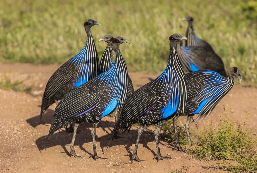 14 Days Kenya Epic Bird Watching Safari
