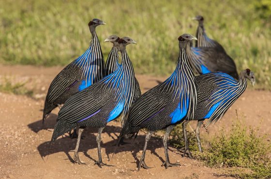 14 Days Kenya Epic Bird Watching Safari