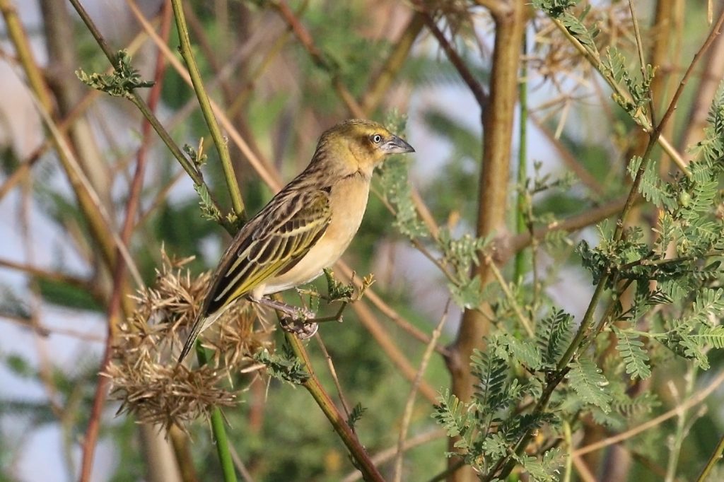 14 Days Kenya Epic Bird Watching Safari safari view 3