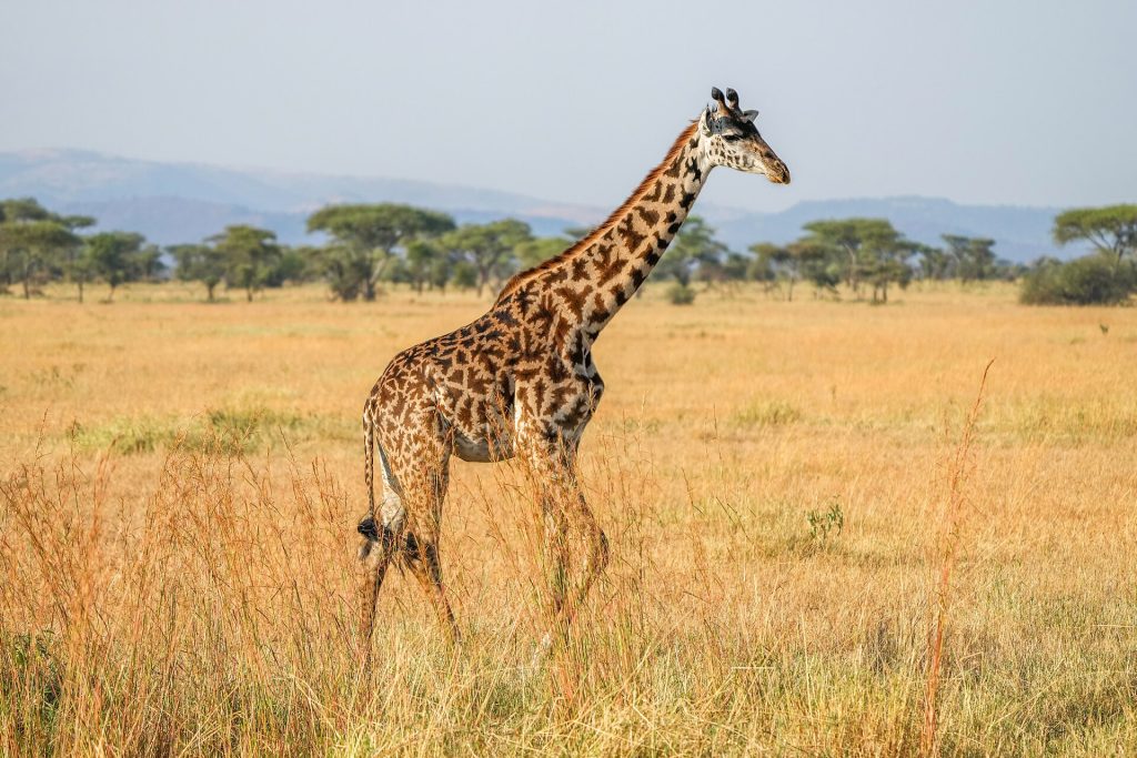 15 Days Kenya, Tanzania Wildlife Safari & Zanzibar Beach safari view 4