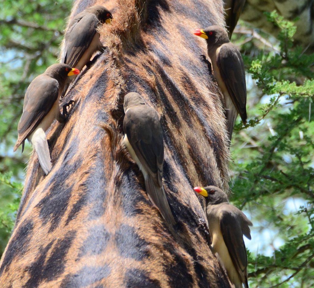 16 Days Kenya, Tanzania Safari & Mt. Kilimanjaro Climbing safari view 4