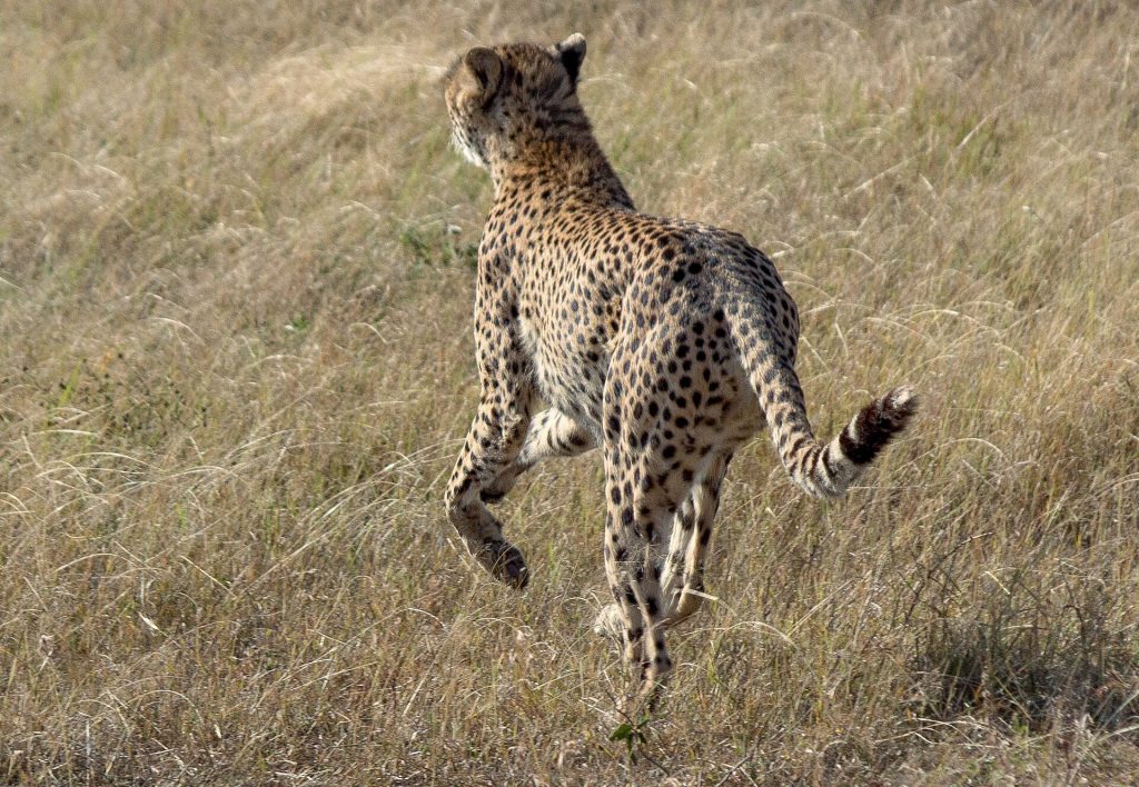 2 Days, 1 Night Masai Mara Air Safari safari view 4