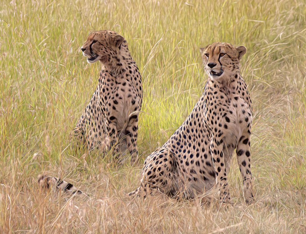 3 Day Masai Mara Jambo Lodge Safari