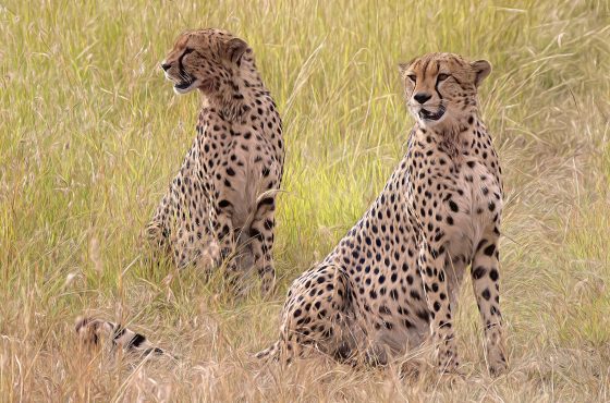 3 Day Masai Mara Jambo Lodge Safari