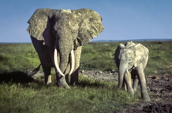 3 Days, 2 Nights Amboseli National Park Luxury Safari