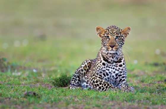 3 Days, 2 Nights Masai Mara Lodge Safari