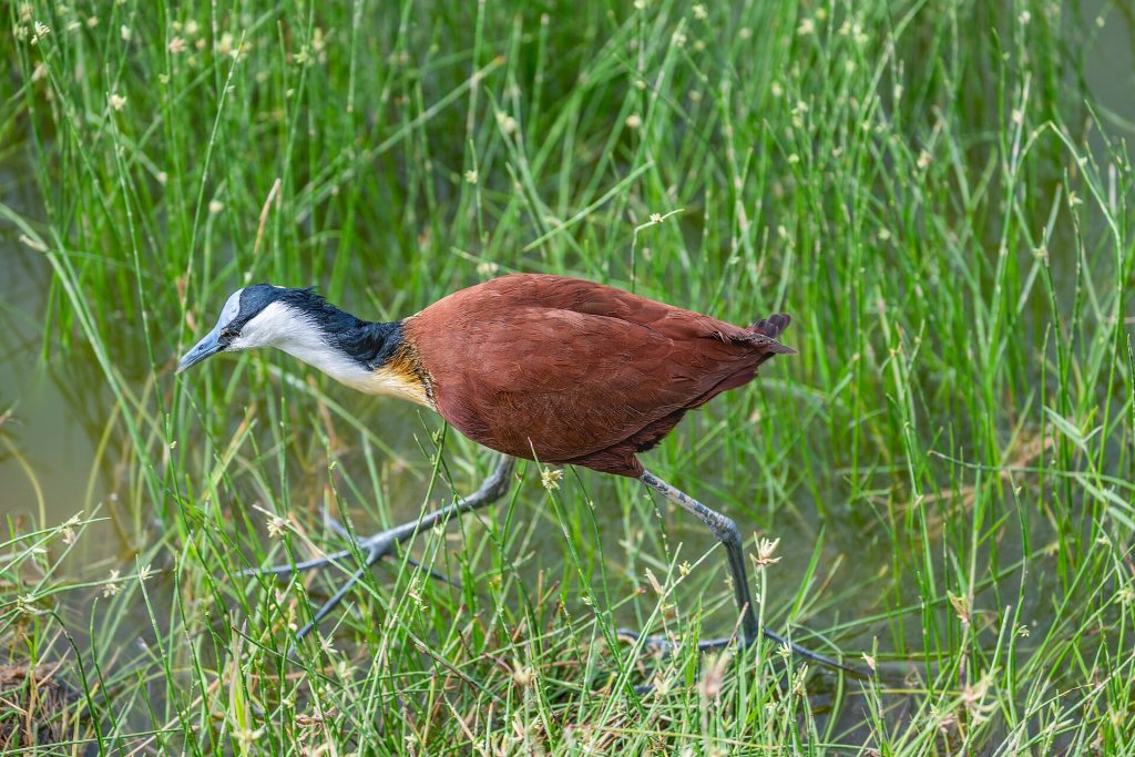 3 Days Amboseli National Park Flying Safari safari view 4