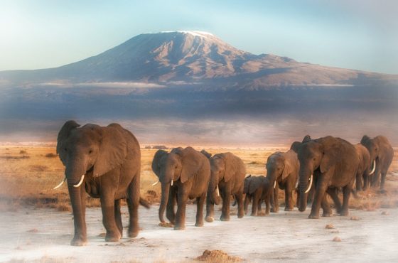 3 Days Amboseli National Park Flying Safari