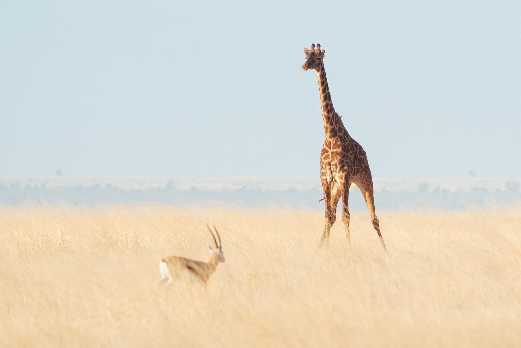 3 Days Amboseli National Park Flying Safari safari view 2